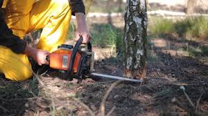 Best Stump Grinding and Removal  in Tyhee, ID