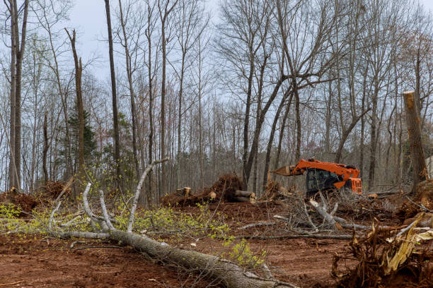 Best Storm Damage Tree Cleanup  in Tyhee, ID