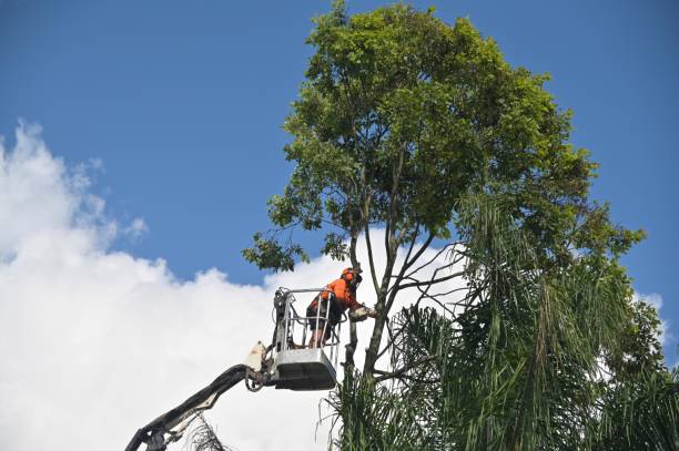Trusted Tyhee, ID Tree Care Experts