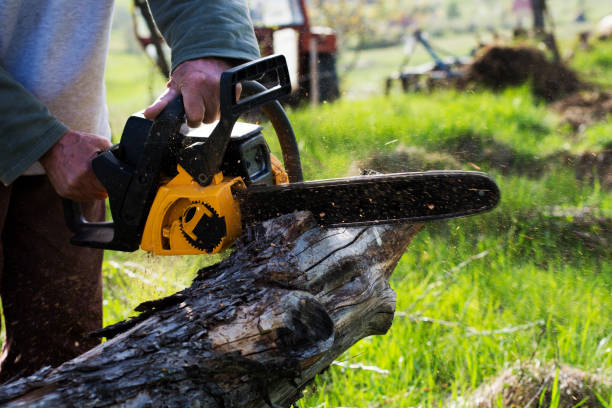 Tree and Shrub Care in Tyhee, ID